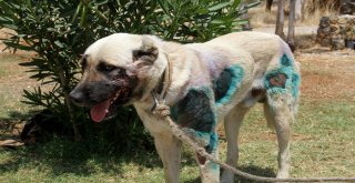 Otomobilin Arkasına Bağlanan Köpek Bakıma Alındı