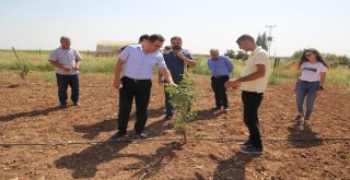 Mardin Meyvecilikte Marka Olma Yolunda