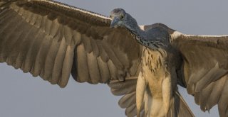 Longozdaki Sonbahar Göçü Fotoğraflara Böyle Yansıdı