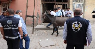 Siirt Kent Merkezinde Bulunan Ahırlar Mühürlendi