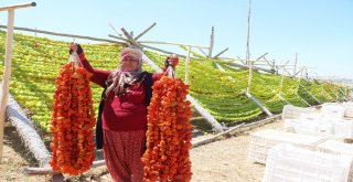 Biber Üreticilerinin Yüzü Sıcak İle Güldü