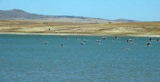 Flamingolar Beslenmek İçin Yozgattaki Gelingüllü Barajına Geldi