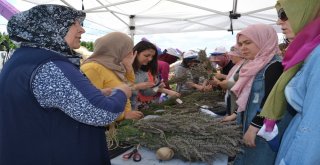 Kareside Lavanta Hasadı Yapıldı