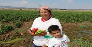 Kahramanmaraşta Turşuluk Biber Üretimine Başlandı