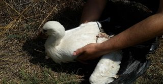 Kanadı Kırık Leyleği Hayata Tutundurmaya Çalıştılar