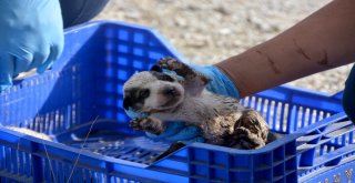 Boğulmak Üzere Olan Yavru Köpekleri İtfaiye Kurtardı