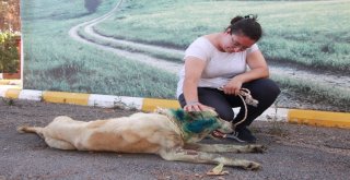 Silahla Vurulan Köpek, 11 Gün Sonra Öldü