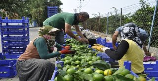 Mandalina Hasadı Başladı