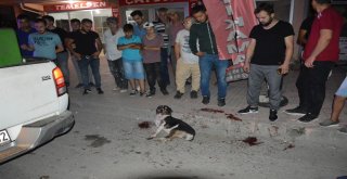 Vicdansız Sürücü Köpeğe Çarpıp Kaçtı!