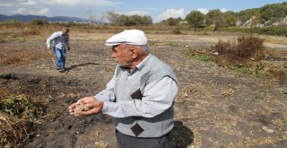 Yanan Toprak Görenleri Şaşırtıyor