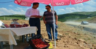 Yayla Çileklerine Büyük İlgi