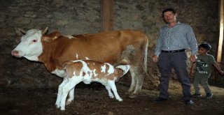 Buzağının Üzerinde Ay Yıldıza Benzeyen Desen Görenleri Şaşırtıyor