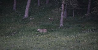 Boz Ayılar Sarıkamışta Görüntülendi