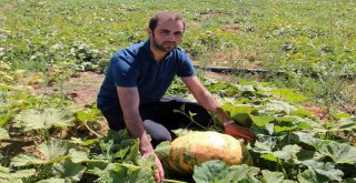 Vanda Doğal Yollarla Islah Edilen Yerli Tohumlar Ürün Verdi