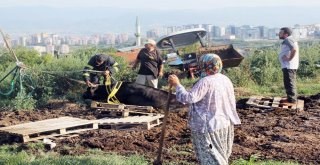 Sahibinden Kaçan Kurbanlık İnek Gübre Yığınına Saplandı