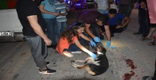 Vicdansız Sürücü Köpeğe Çarpıp Kaçtı!