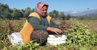 Nc-7 Fıstık Çeşidi Seydikemerde Yaygınlaşıyor