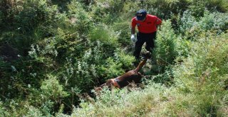 Minik Evrimi Arama Çalışmalarına Kadavra Köpeği Katıldı