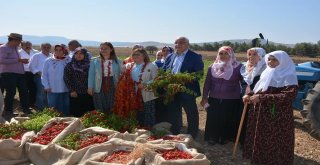 Gastronomi Festivali Biber Hasadı İle Başladı