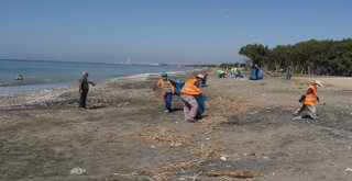 Akdenizde Caretta Caretta Yuvalarının Çevresi Temizlendi