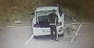 Koca Köpeği Arabanın Bagajına Koyarak Çaldı