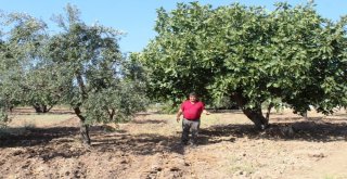 Zeytin Sineği Zararlısına İncir Ağaçlı Koruma