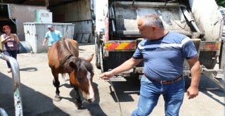 Ölüme Terk Edilen Atı Hayata Bağladılar