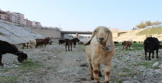 Suyu Çekilen Asi Nehri Küçükbaş Hayvanların Mekanı Oldu