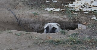 Kangal Köpeği Sıcaktan Korunmak İçin Çukur Kazdı