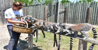 Yaramaz Lemurlar Doğal Besleniyor