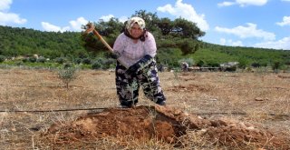 Zeytin Fideleri Eğitim İçin Toprakla Buluştu