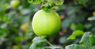 Limonun Ateşini Hasat Düşürecek