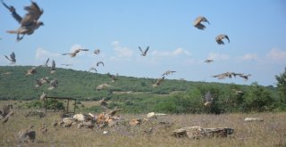 200 Keklik, Dilovasında Doğaya Salındı