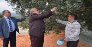 İznikte Zeytin Hasadı Başladı