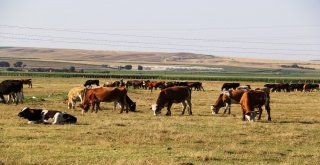 Hayvancıların Umudu Kurban Bayramı