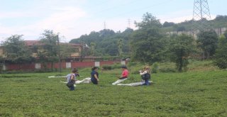 Mardinli Kadınlar Karadeniz Turunda