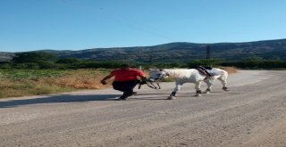 Kovboy Değil Öğretmen