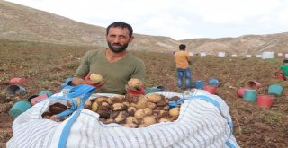 Sezonun Son Patates Hasadı Sürüyor