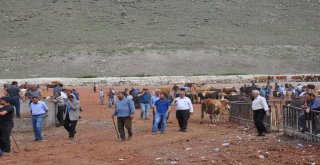 Karsta Kurbanlıklar Pazara İndi