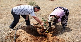 Zeytin Fideleri Eğitim İçin Toprakla Buluştu