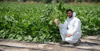 Kayseri Şeker Akıllı Damla Sulama Dönemine Geçiyor