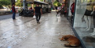 Antalyada 80 Yaşındaki Yaşlı Adam Sokak Köpeğinin Saldırısına Uğradı