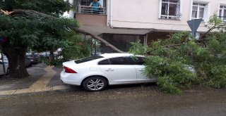 Başkentte Fırtınada Ağaçlar Devrildi