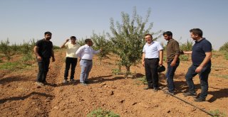 Mardin Meyvecilikte Marka Olma Yolunda