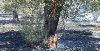 Arazi Yangınında Zeytin Ağaçları Da Yandı