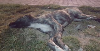 Nevşehirin Gülşehir İlçesinde 3 Köpeğin Belediye Görevlilerince Öldürüldüğü İddiası