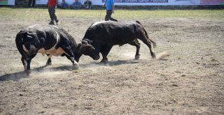 Araba Fiyatına Boğalar Artvin Festivalinde Sahneye Çıktılar