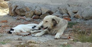 Köpeğe Masaj Yapan Kedi Şaşırttı