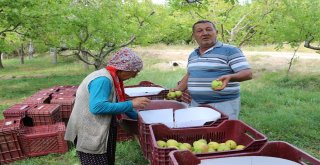 Akdeniz Sineği Hastalığı Niğdeye Sıçradı