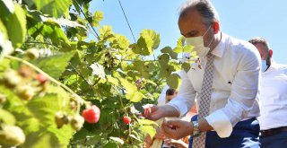 Büyükşehir destekliyor, çiftçi kazanıyor